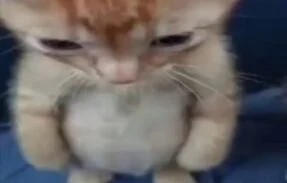 Gatinhos e Gatões